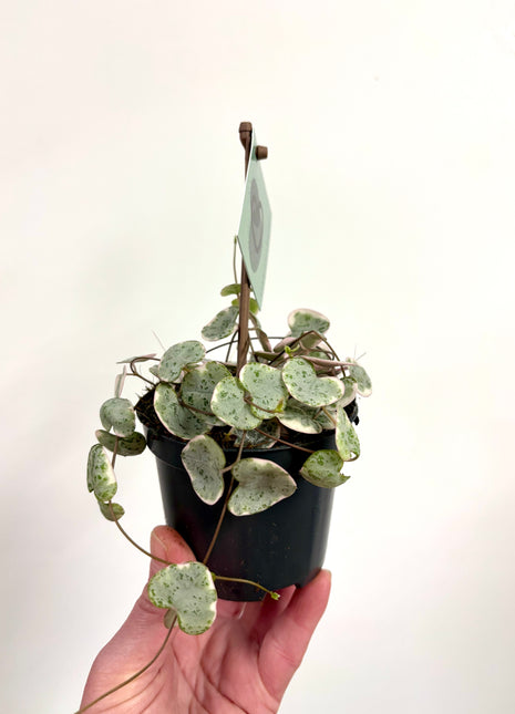 Ceropegia Woodii Variegata / String of Hearts