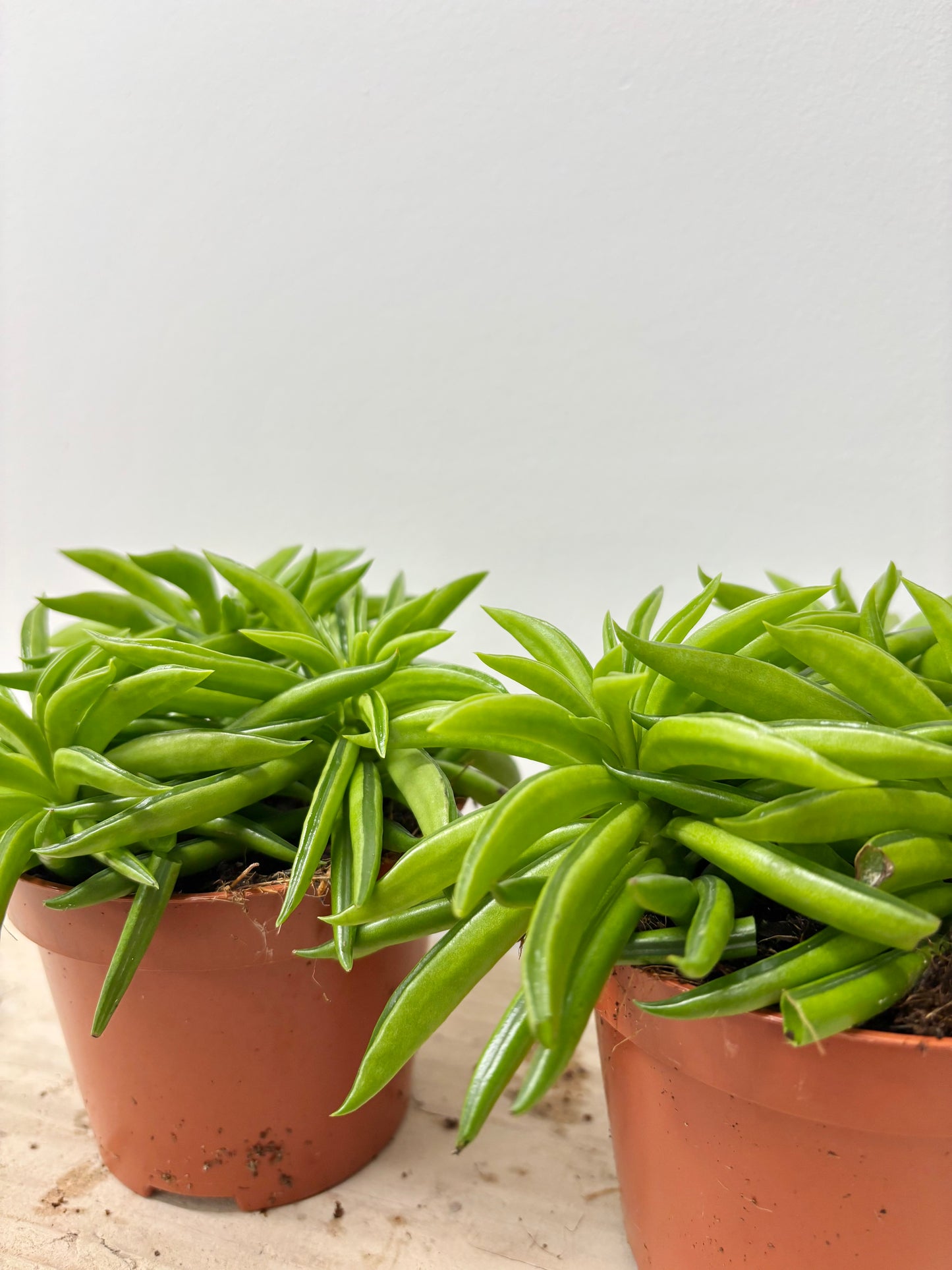 Peperomia Happy Bean