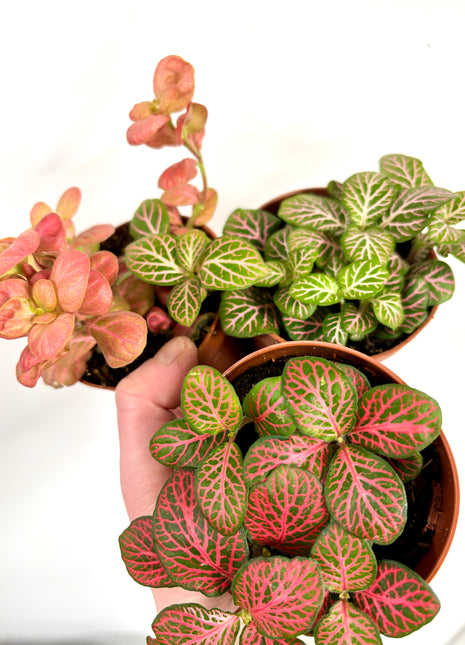 Fittonia - Pink/Red