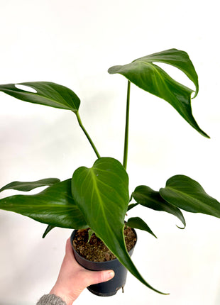 Monstera Burle Marx Flame