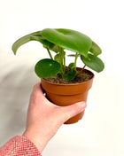 Peperomia Raindrop