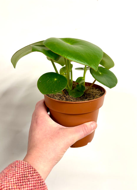 Peperomia Raindrop