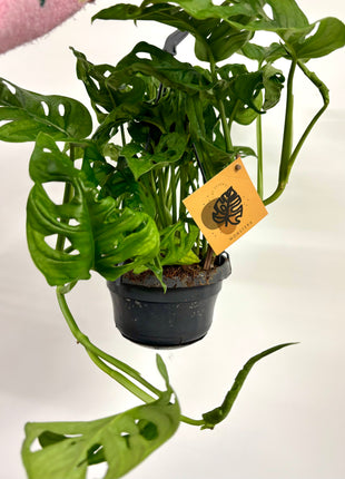 Monstera Adansonii