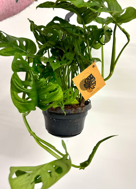 Monstera Adansonii
