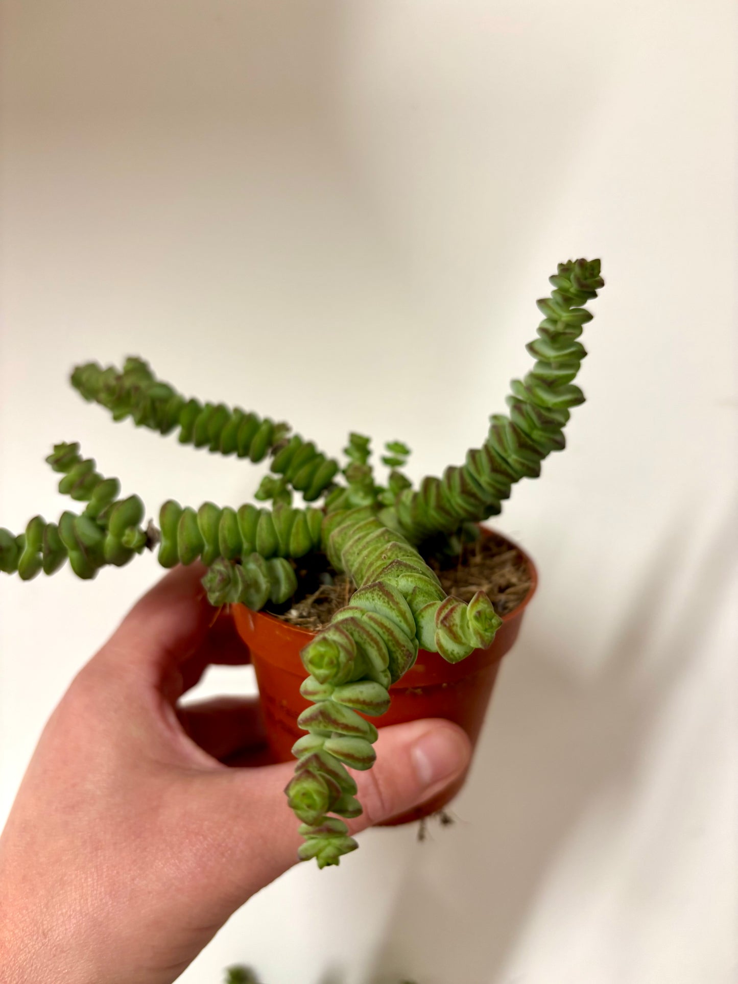 Crass Marnieriana Hottentot