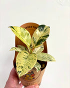Ficus Shivereana