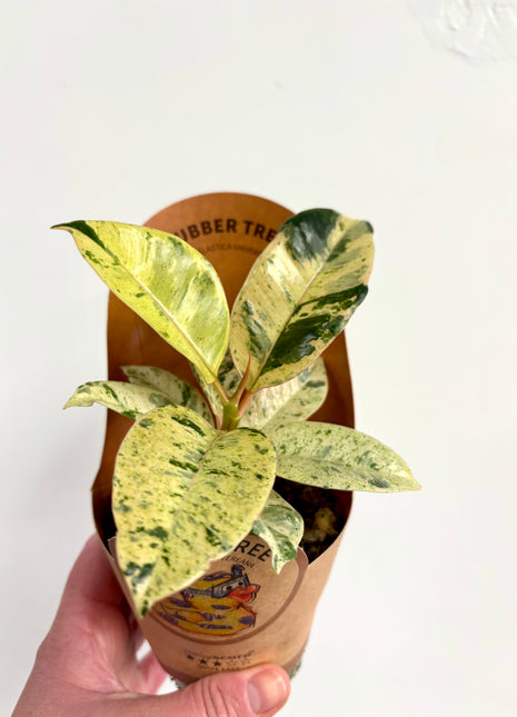 Ficus Shivereana