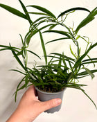Hoya Longifolia
