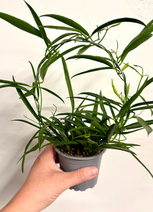 Hoya Longifolia