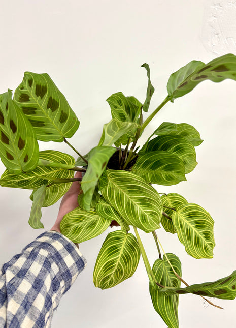Maranta Light Veins