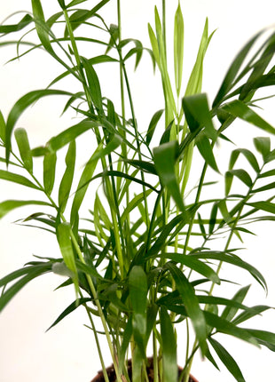 Chamaedorea Elegans