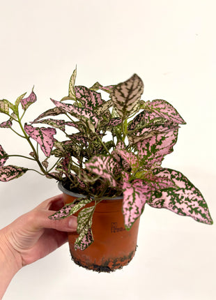 Hypoestes Pink