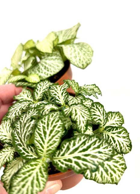 Fittonia White