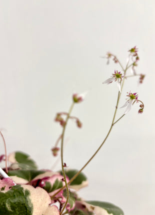 Saxifrage Stolonifera Tricolour /Strawberry Begonia