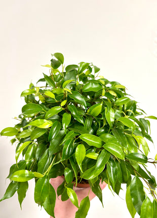 Ficus Green Kinky