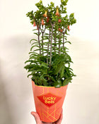 Kalanchoe Lucky Bells