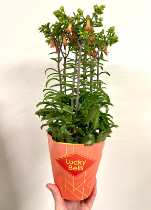 Kalanchoe Lucky Bells