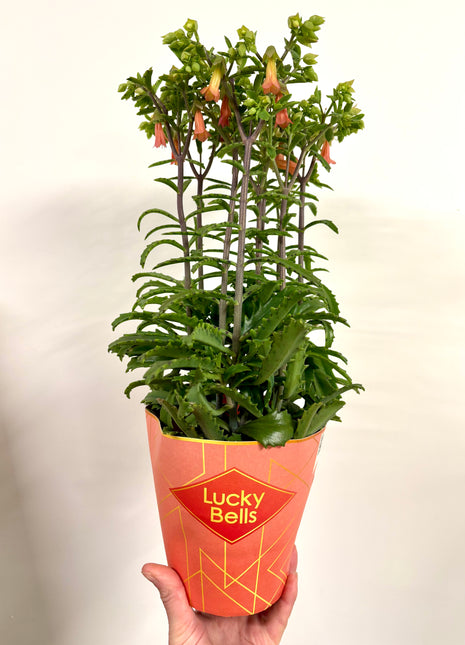 Kalanchoe Lucky Bells