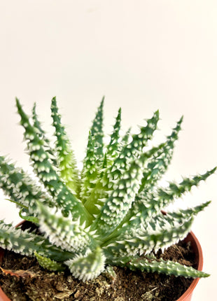 Aloe Humilis Shark