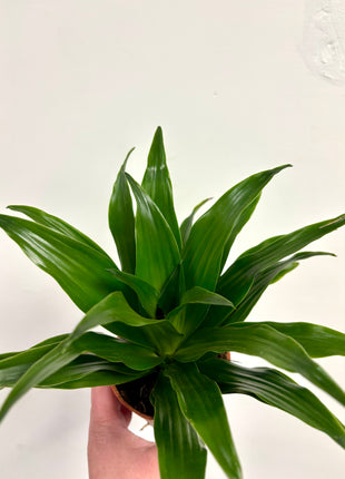 Dracaena Compacta