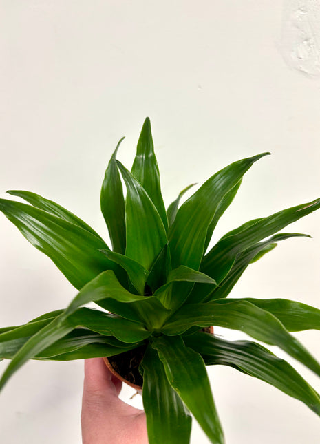 Dracaena Compacta