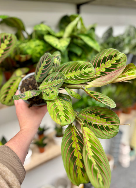Maranta Fascinator