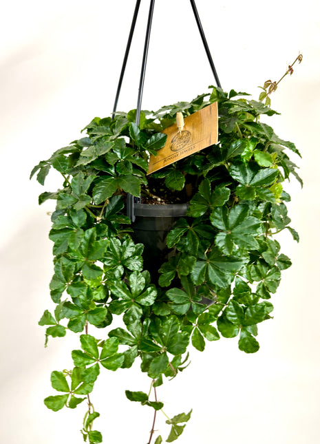 Parthenocissus Striata /Sugar vine