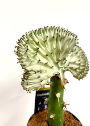 Euphorbia Lactea Cristata