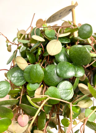 Peperomia Rotundilimba Pepperspot