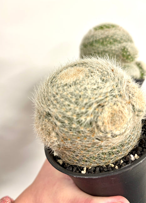 Mammillaria Lenta