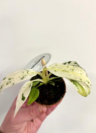 Rhaphidophora Puberula Variegata