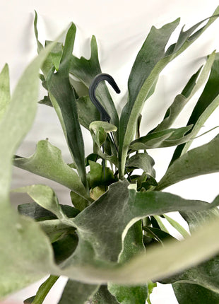 Platycerum Bifurcatum / Stag horn fern