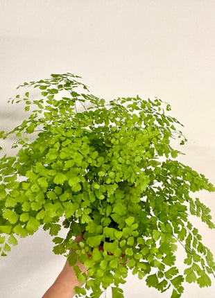 Adiantum Fragrans Fern