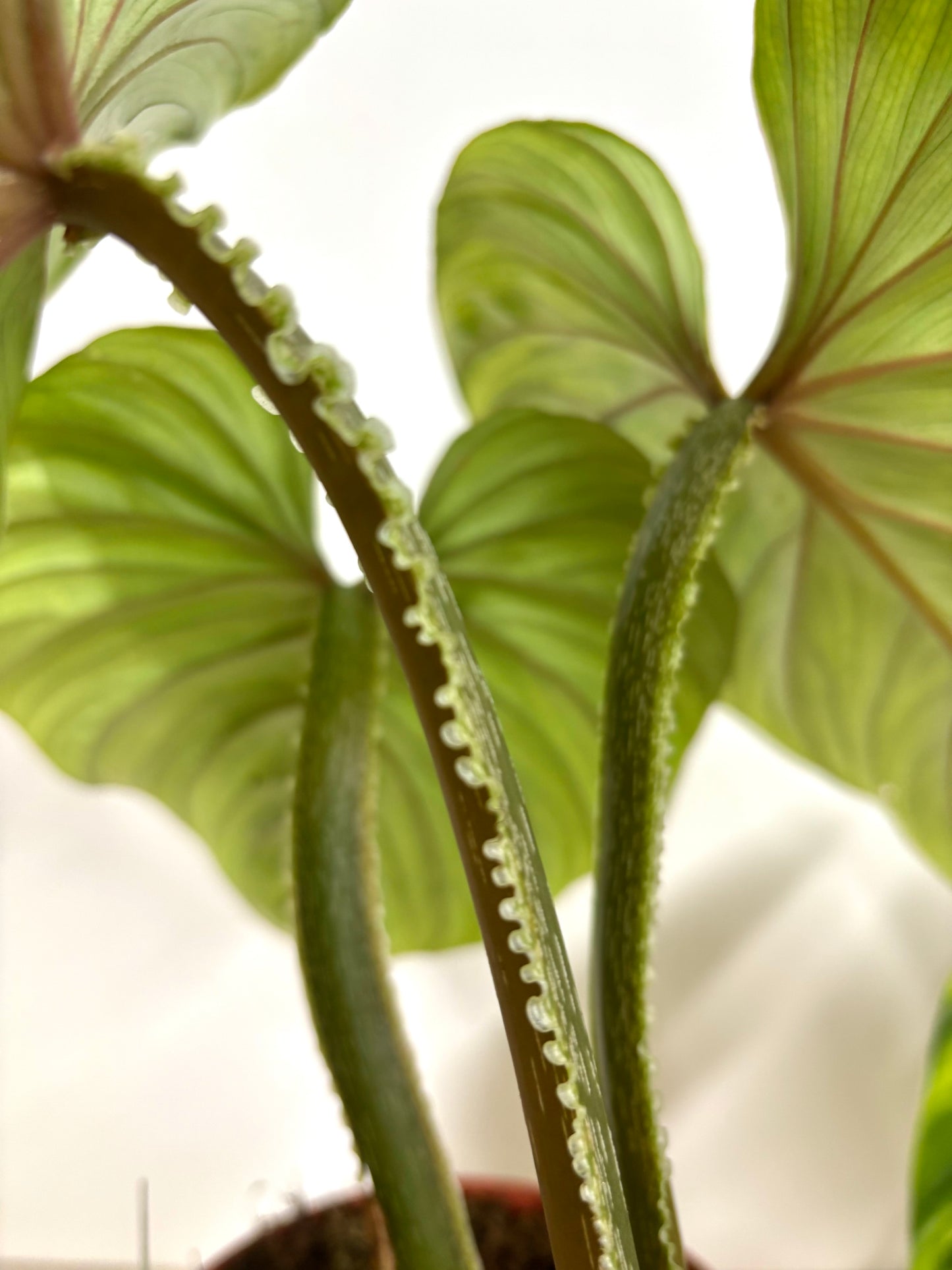 Philodendron Plowmanii