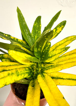 Codiaeum/Croton