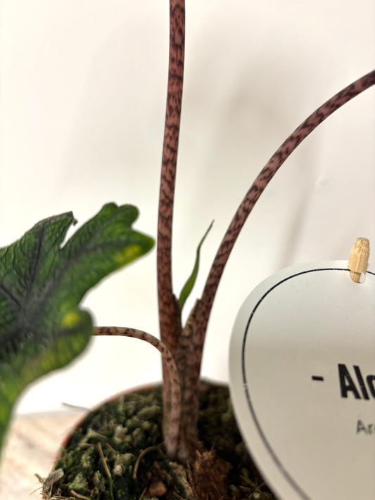 Alocasia Jacklyn
