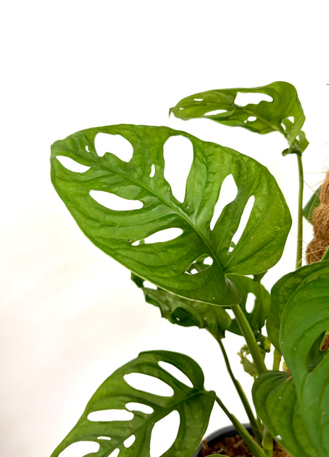 Monstera Adansonii