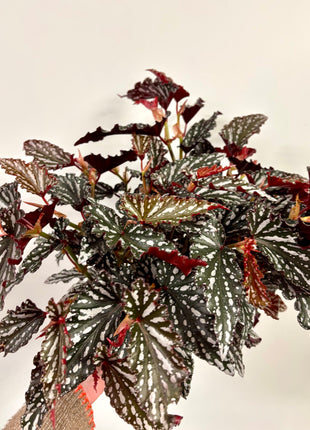 Begonia Maculata Spotlight Green