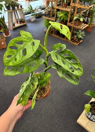 Monstera Adansonii Mint