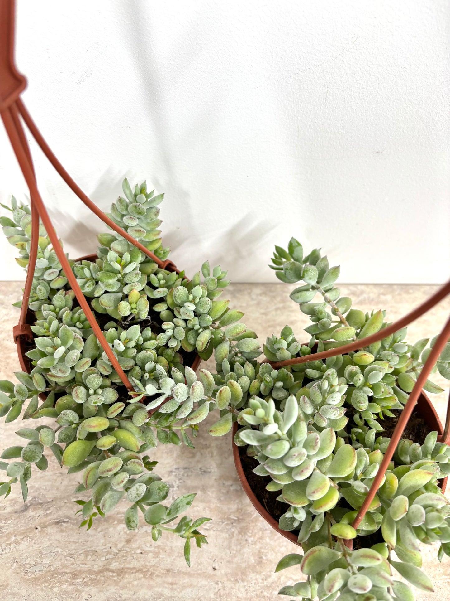 Cotyledon Pendens