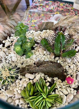 Terrarium workshop