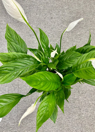 Spathiphyllum/ Peace Lily