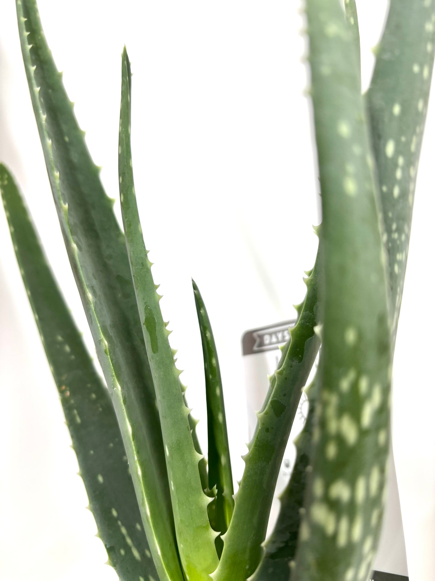 Aloe Vera