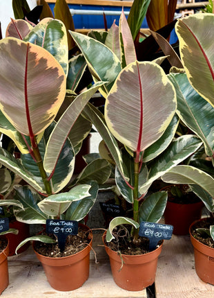 Ficus Tineke