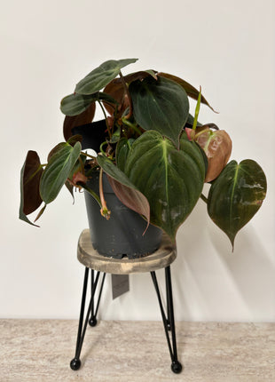 Chair plant stand
