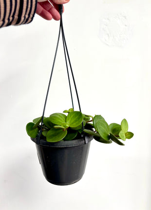 Peperomia Hope