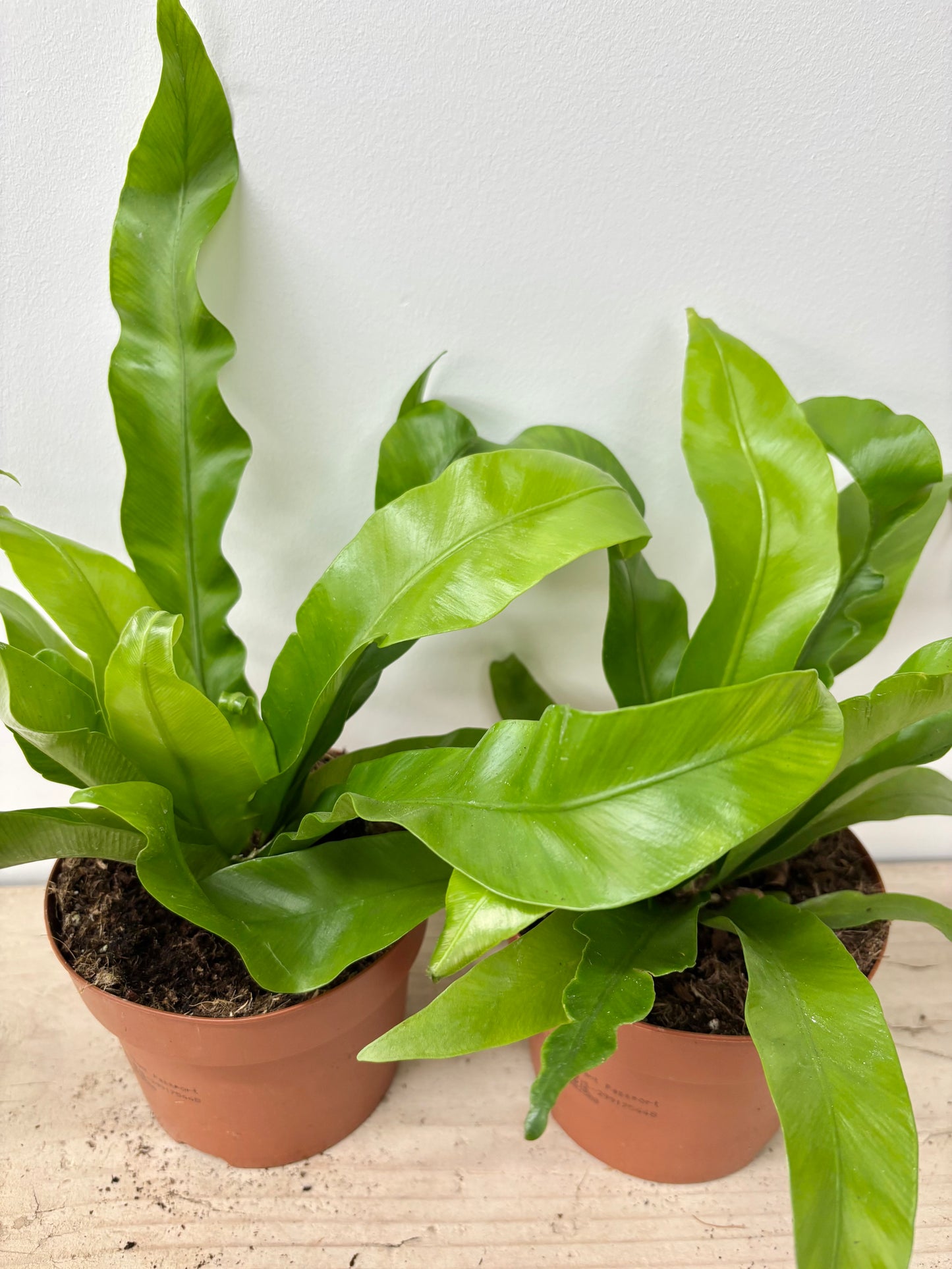 Asplenium Antiquum