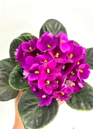 African Violet