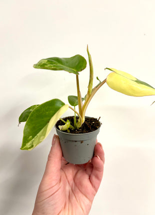 Philodendron Burke Marx variegated