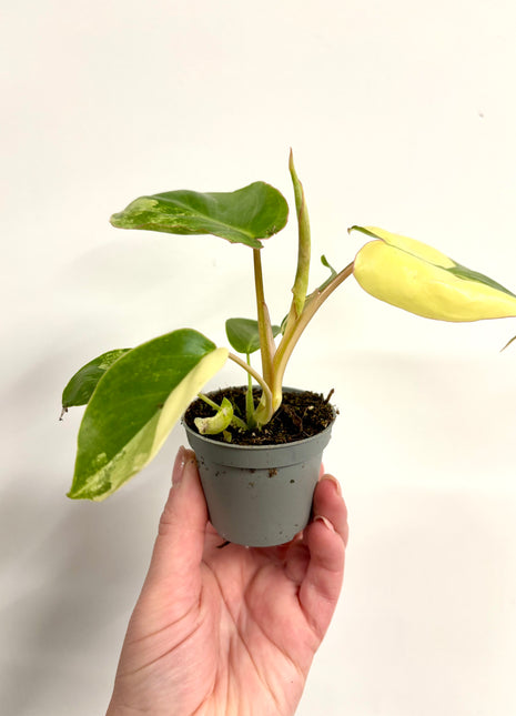 Philodendron Burke Marx variegated